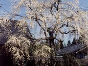 浄蓮寺のしだれ桜の写真1