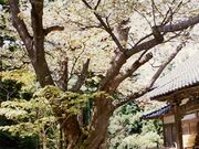 善正寺の菊桜の写真1