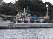 イカ釣り体験の写真3