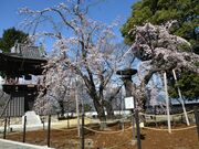 宝寿院しだれ桜の写真2
