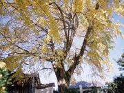 藤九郎ギンナンの写真1