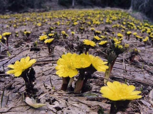 福寿草の群生地_福寿草の群生地