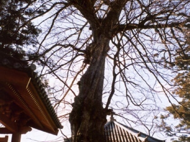 萬福寺のムクノキの写真1