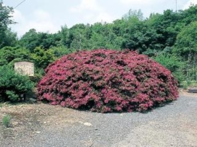 萬年の大サツキの写真1