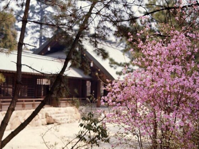 廣田神社のコバノミツバツツジの群落