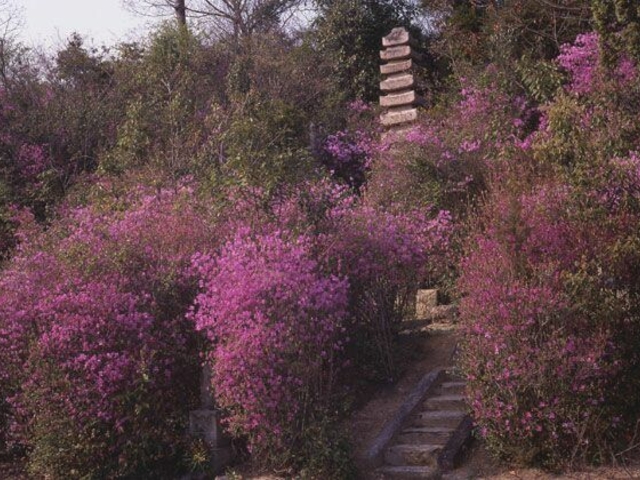 日光山のツツジの写真1