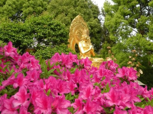 久米寺のつつじの写真1