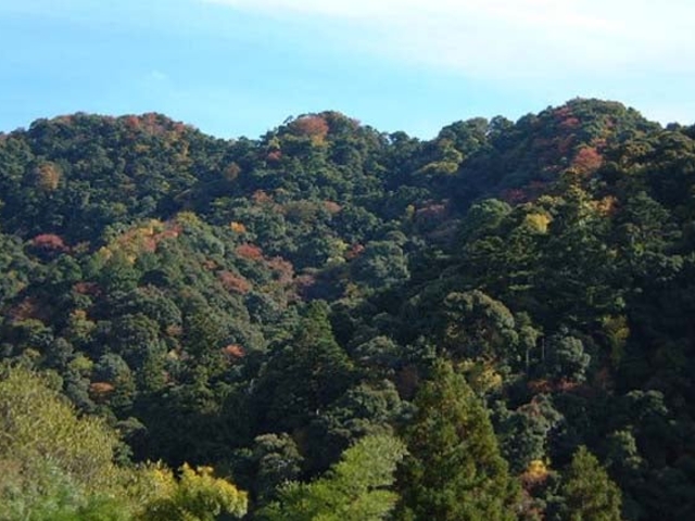 与喜山暖帯林