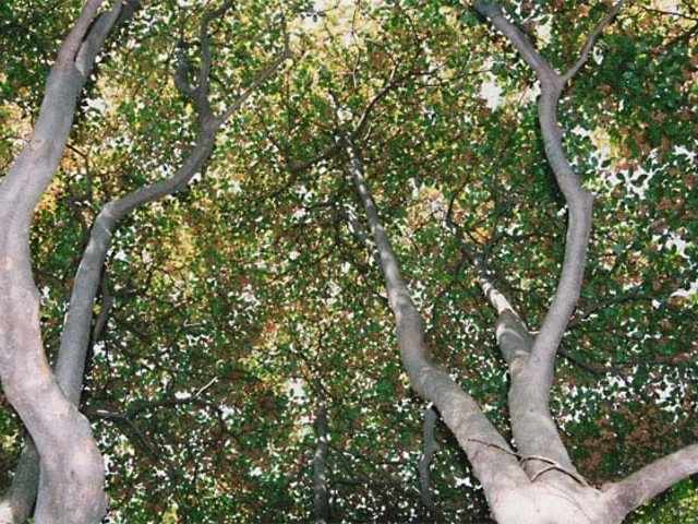 那岐山のシャクナゲ・ドウダンツツジの写真1