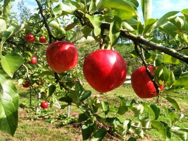 観光農園フルーツランドふのの写真1