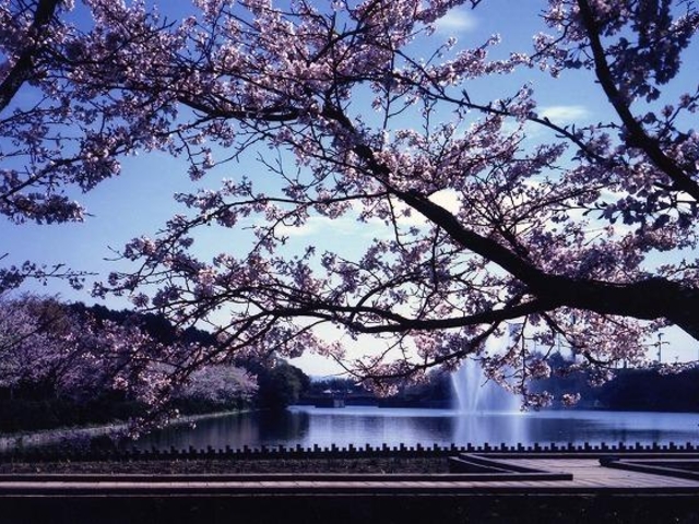 亀鶴公園の桜