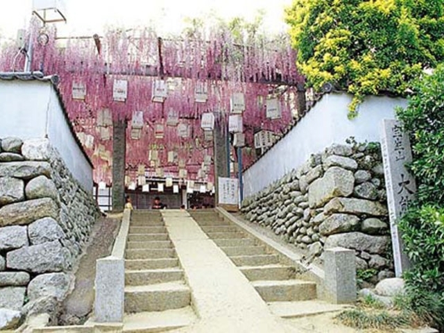 大熊寺のノダフジ(市指定の天然記念物)