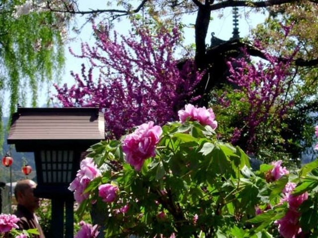 法安寺のボタンの写真1