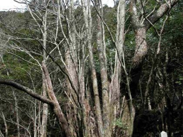 富川かつらの写真1