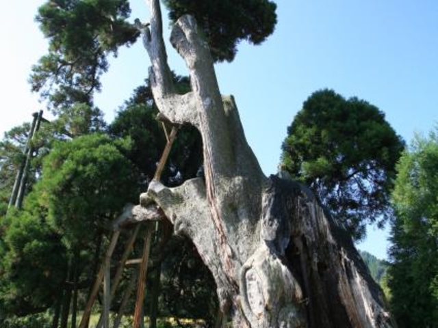 阿弥陀杉