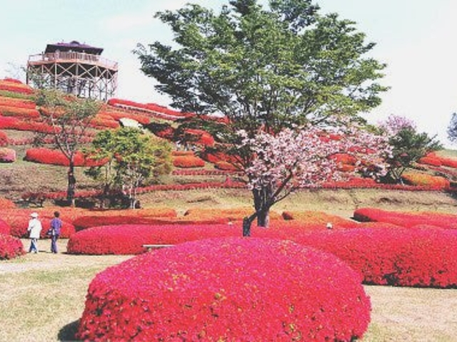 椎八重公園のツツジ