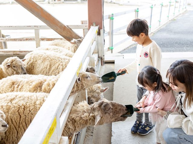 どの子にエサをあげようかな。_堺・緑のミュージアム ハーベストの丘