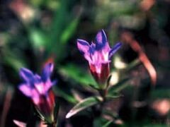 秋吉台/リンドウの写真1