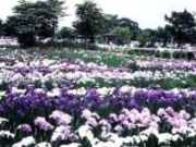 一迫山王史跡公園のアヤメ・カキツバタ・ハナショウブの写真1