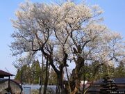 草岡の大明神ザクラの写真1