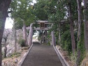 伊豆山神社のなぎの木の写真1