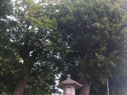 伊豆山神社のなぎの木の写真3