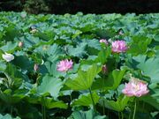 楞厳寺のハスの写真1