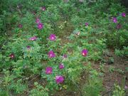 ハマナス群生地の写真1