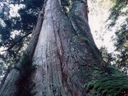 青玉神社の大杉の写真1