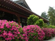 久米寺のつつじの写真2