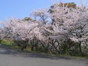 常盤公園の桜の写真1