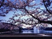 亀鶴公園の桜の写真1