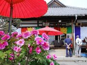 法安寺のボタンの写真2