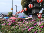 法安寺のボタンの写真3