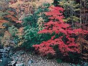 五ヶ瀬渓谷の紅葉の写真1