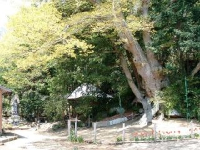 滝不動尊の欅の写真1