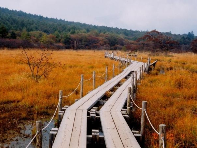 沼ッ原湿原