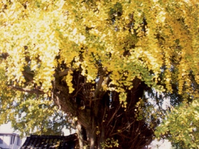 富士岡地蔵堂のイチョウの写真1