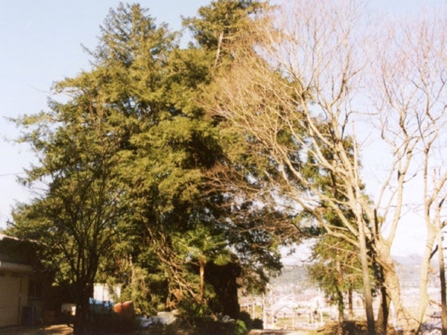二軒家の大カヤの写真1