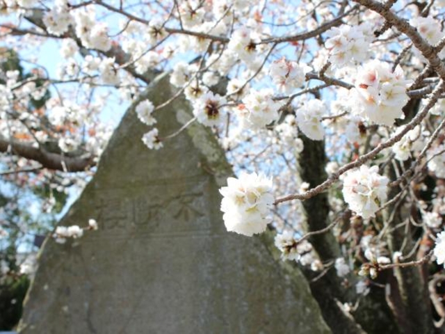 白子不断桜