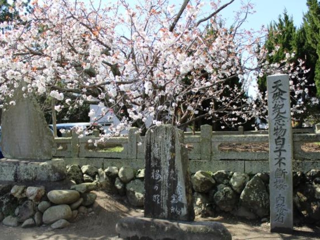 白子不断桜