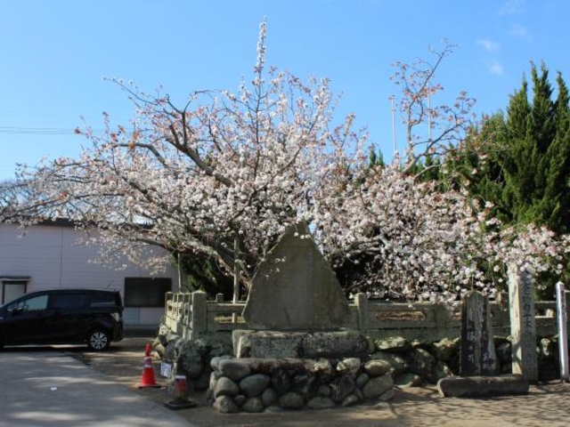 白子不断桜