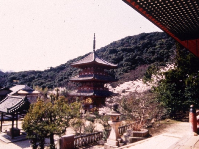 太山寺の原生林