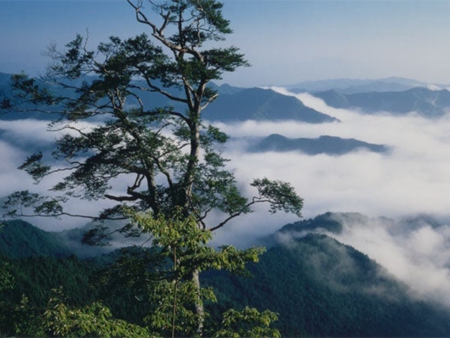 雲海