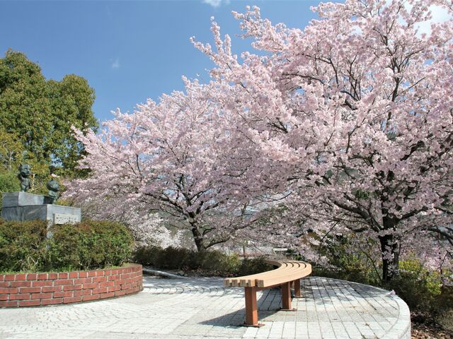 城山公園の桜