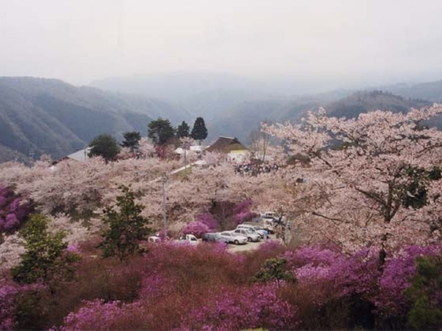 三休山のツツジの写真1