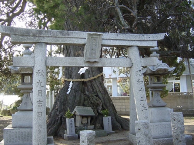 若宮神社の柏の写真1