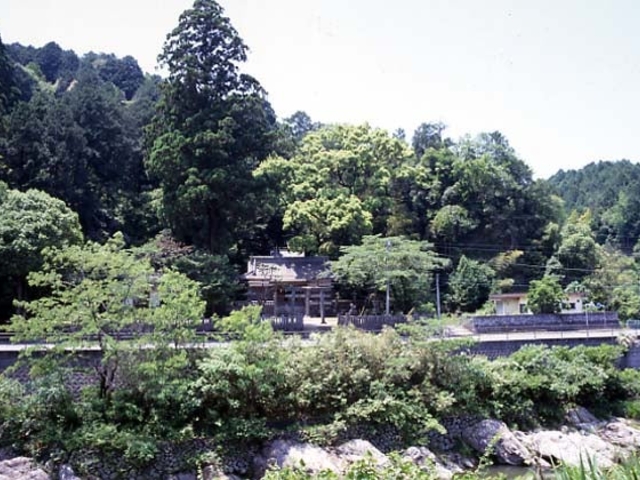 天川神社三本杉の写真1