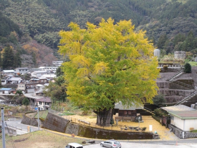 長者の大銀杏の写真1
