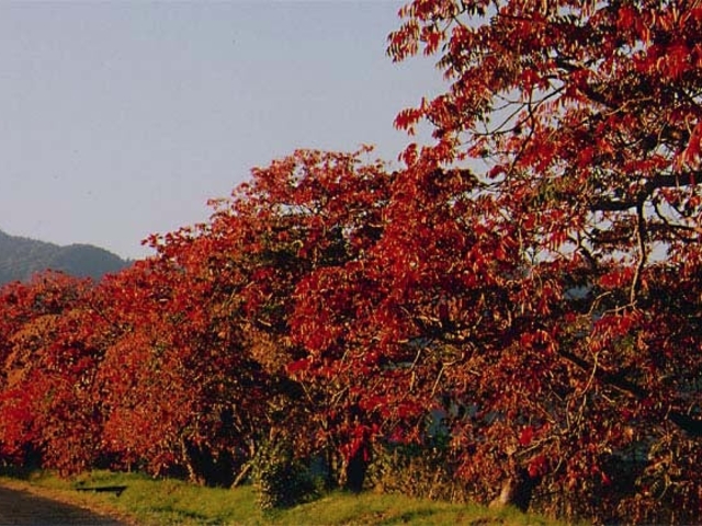 柳坂曽根の櫨並木